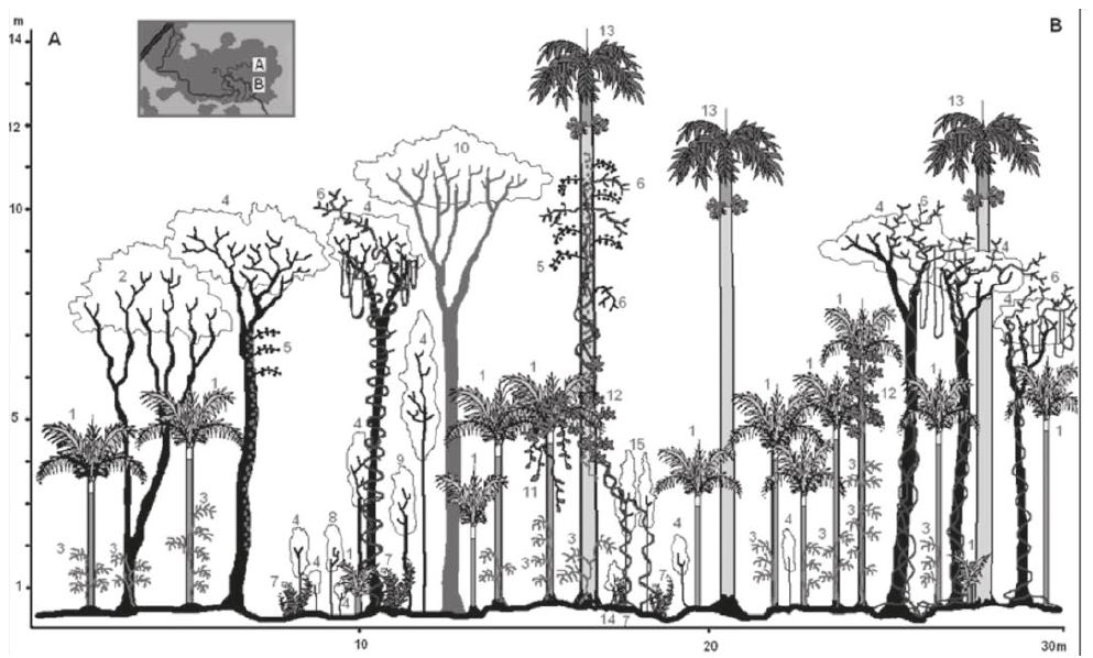 Figura 2. Perfil de vegetación de bosque de ciénaga conservado en el centro de La Ceja de Carlos, Ciénaga de La Guayabera: 1) Calyptrogyne plumeriana (palma de manaca), 2) Tabebuia angustata (roble blanco), 3) Maxonia apiifolia (helecho trepador), 4) Calophyllum antillanum (ocuje), 5) Marcgravia rectiliflora (bejuco de codicia), 6) Rhabdadenia biflora (cativo mangle), 7) Nephrolepis multiflora (helecho espada), 8) Hibiscus elatus (majagua), 9) Allophylus cominia (palo de caja), 10) Bursera simaruba (almácigo), 11) Vanilla dilloniana (vainilla), 12) Philodendron lacerum (macusey macho), 13) Roystonea regia (palma real), 14) Alibertia edulis (pitajón), 15) Eugenia sp. (guairaje amarillo).