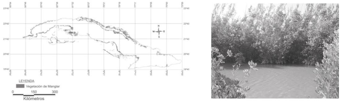 Figura 1. Área de distribución de los manglares y características del paisaje.
