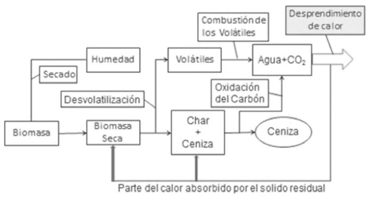 Figura 1. Etapas del proceso de combustión de una partícula de biomasa.