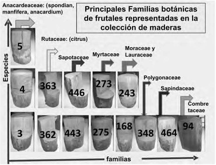 Figura 3. Principales géneros distribuidos en las familias principales.