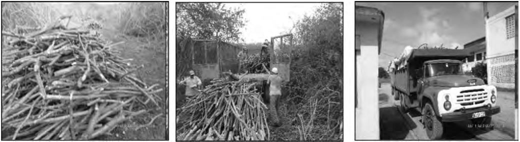 Figura 1. Acopiadero, cargue manual para el camión y pesaje del camión en la báscula.