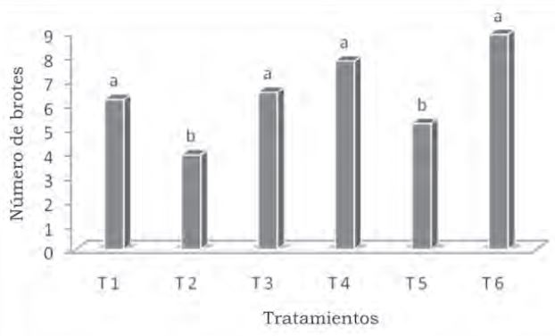Número de brotes.