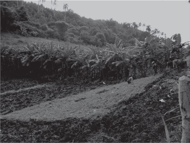 Sistema agrosilvícola El Zapote