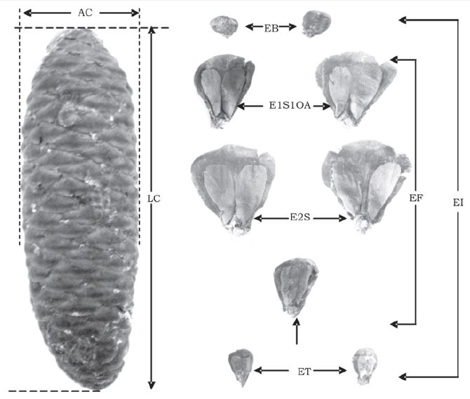 Características morfológicas de conos y semillas de Picea martinezii T. F. Patterson evaluadas para estimar la producción de semillas e indicadores reproductivos. LC: Largo del cono; AC: Ancho del cono; EF: Escamas fértiles; EI: Escamas infértiles; EB: Escama basal con óvulos rudimentarios; ET: Escama terminal con óvulos rudimentarios; E1S1OR: Escama intermedia con una semilla y sin óvulo abortado (un óvulo rudimentario); E1S1OA: Escama intermedia con una semilla y un óvulo abortado; E2S: Escama intermedia con dos semillas desarrolladas.