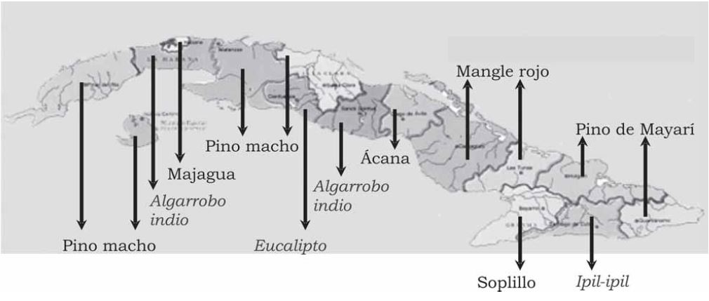 Especies con mayor superficie de plantaciones por provincia (en cursiva las especies introducidas al país).