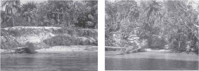Pérdida de litoral costero en cayos de San Felipe (obsérvese que se ha perdido toda la franja de manglares, apareciendo la elevación del sustrato con otra vegetación posterior al manglar según zonación típica).