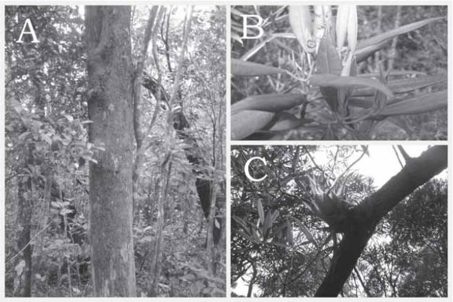 Pachyanthus pedicellatus Urb. A: Individuo adulto en su hábitat natural. B: Rama con frutos de P. pedicellatus Urb. C: Especie epífita (Fotos: A. Sosa).