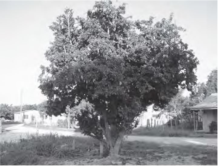 Árbol de Parmentiera edulis D.C. en área suburbana de Tamarindo, provincia de Ciego de Ávila, en suelo pardo sobre serpentina.