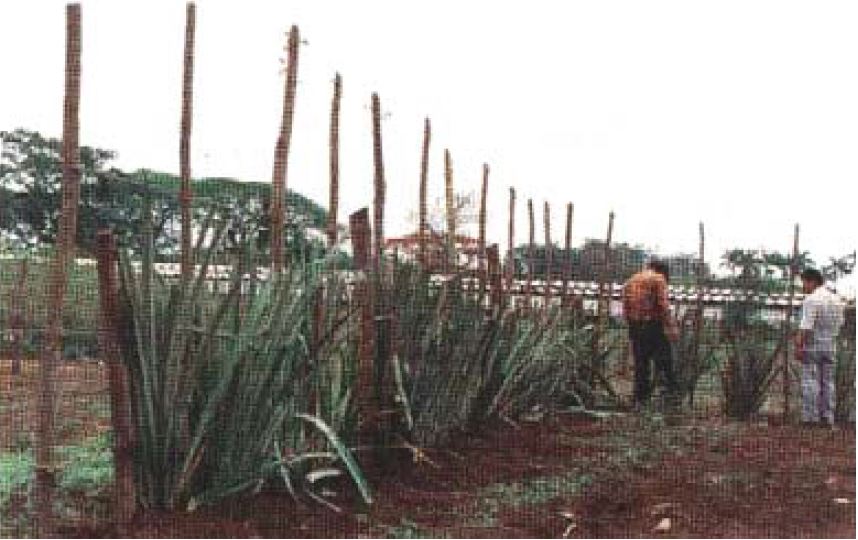 Cerca de setos combinada con piñón de ratón [Budowsh, 1987].