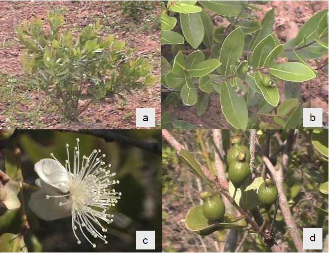 Aspecto de la planta de guayabita del pinar (a), hojas (b), flores (c) y frutos (d).
