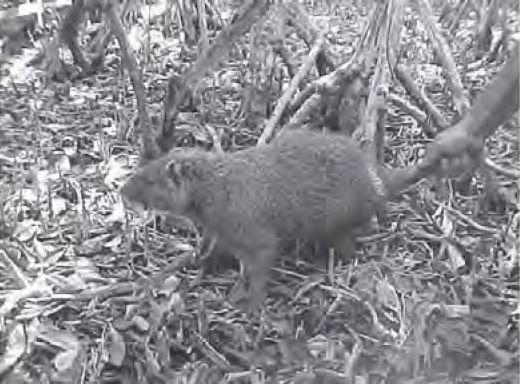 Capromys pilorides Say (jutía conga)